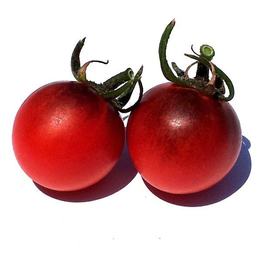 bing-cherry - ROSII seminte
