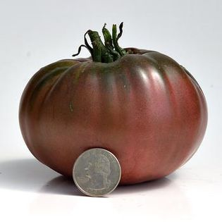 black early - ROSII seminte