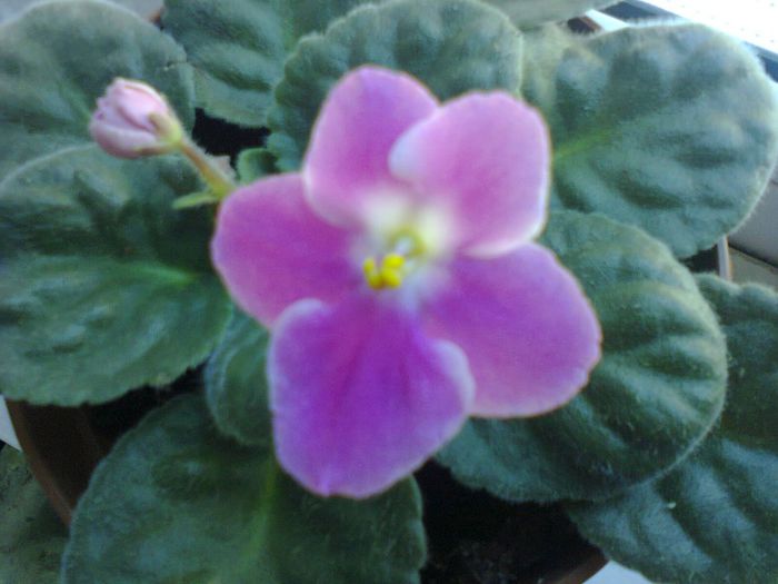 Fotografie0769 - VIOLETELE MELE