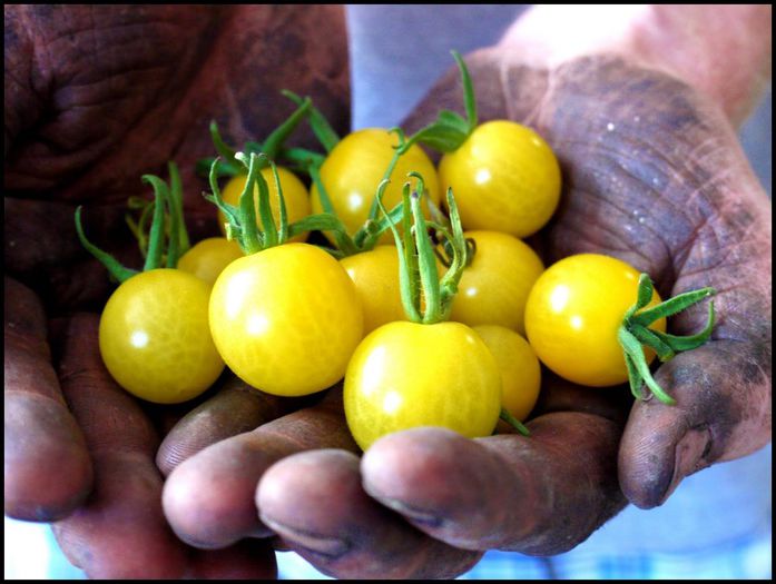 Lemon Drop - ROSII seminte