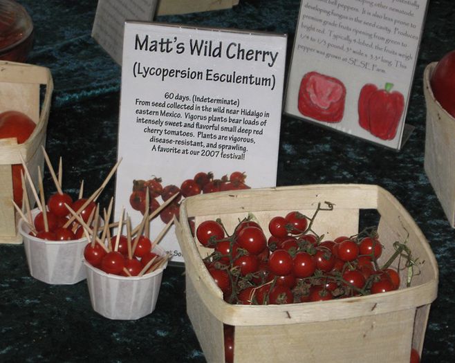matts-wild-cherry - ROSII seminte