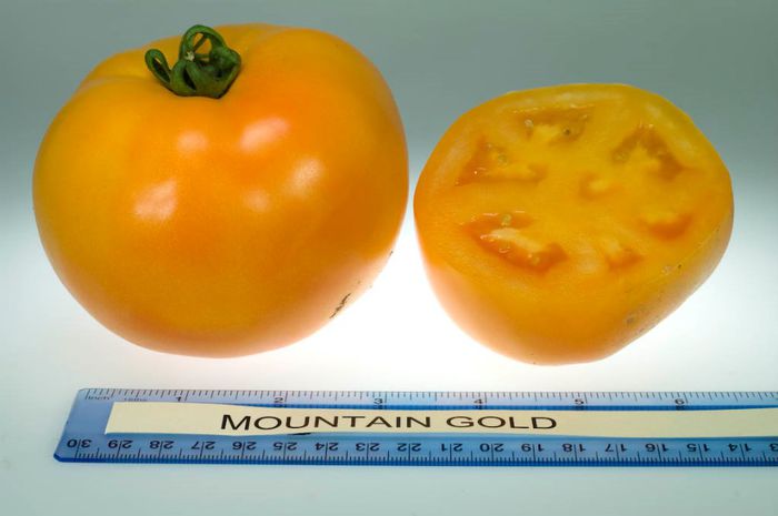 Mountain_Gold - ROSII seminte