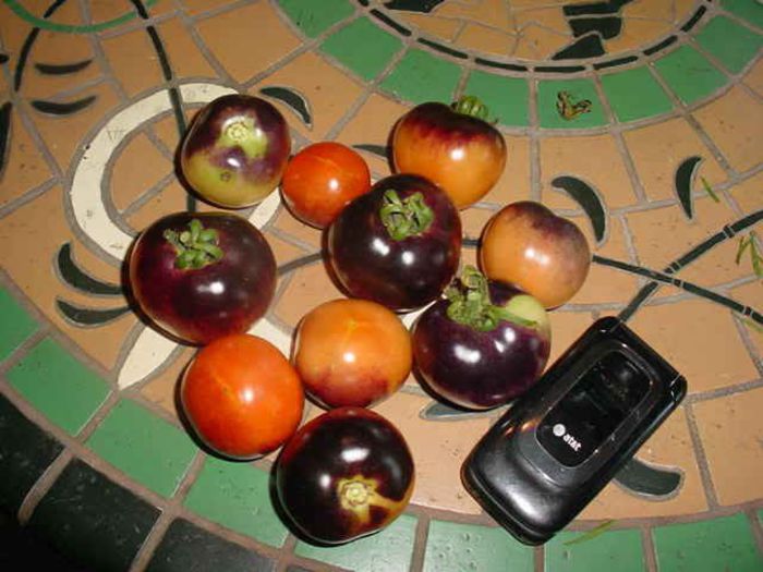 orange fleshes purple - ROSII seminte
