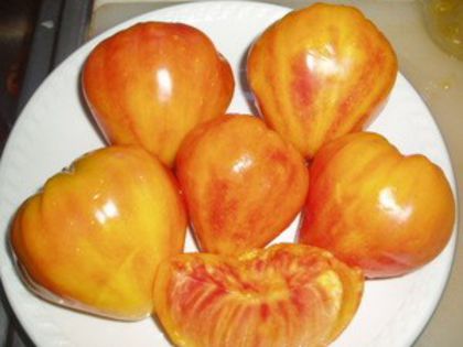 orange russian 117 - ROSII seminte