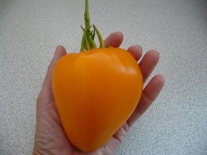 orange strawberry - ROSII seminte