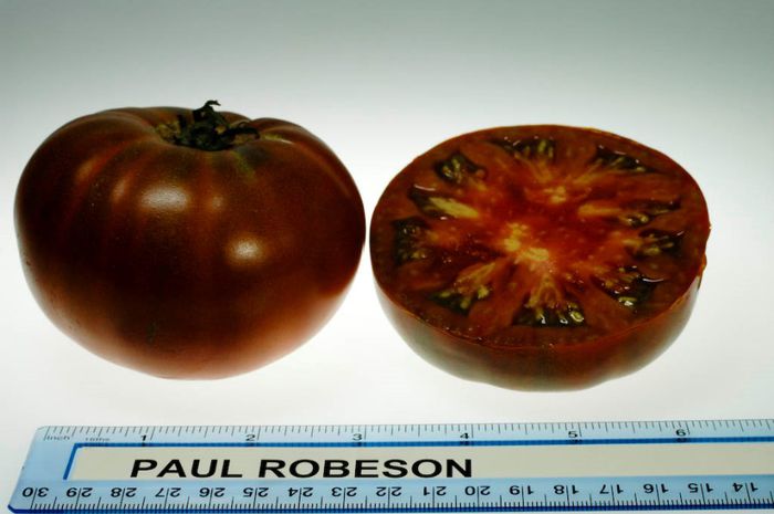 Paul_Robeson - ROSII seminte