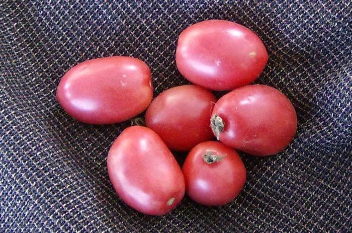 pearly pink - ROSII seminte