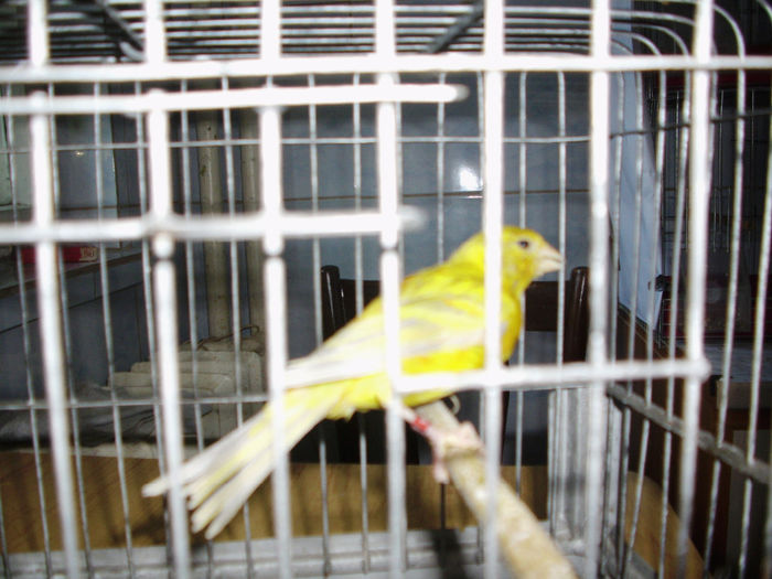 MASCUL  AGAT/OPAL/GALBEN 2014 018 - CANARI LA CUIB 2014 001