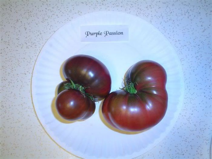 Purple passion - ROSII seminte