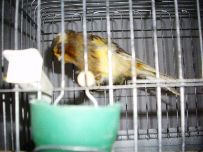 SUPER MASCUL -BRED  2014 014 - CANARI LA CUIB 2014 001