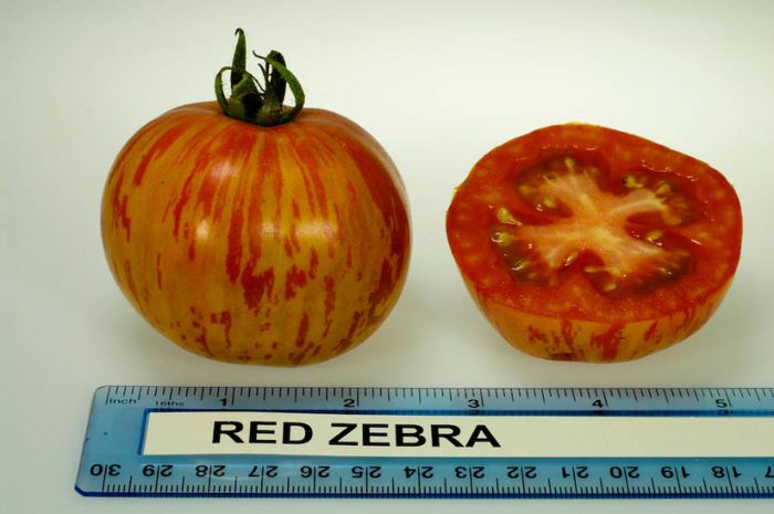 Red_Zebra - ROSII seminte