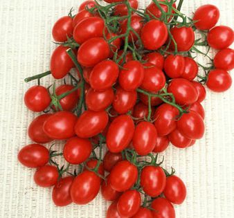 rosalita - ROSII seminte