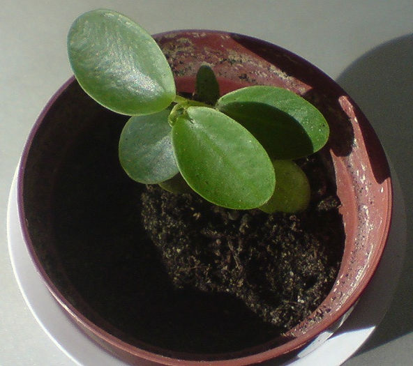 Cumingiana - Hoya