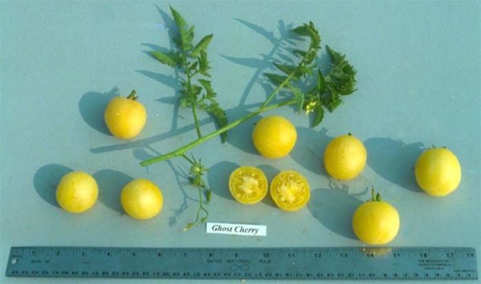 ghost_cherry - ROSII seminte