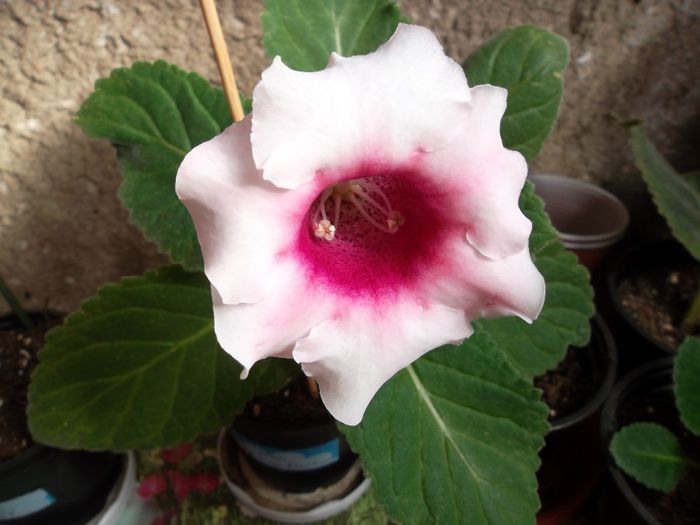 Pink picotee in octombrie