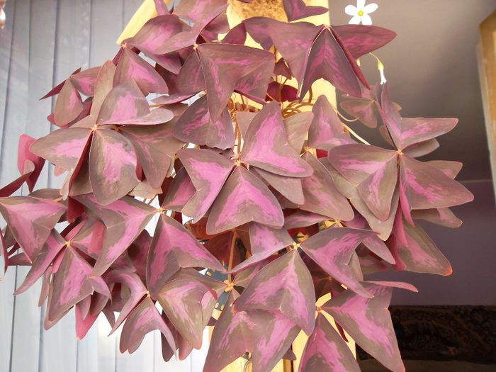 Oxalis fluturas mov in octombrie...