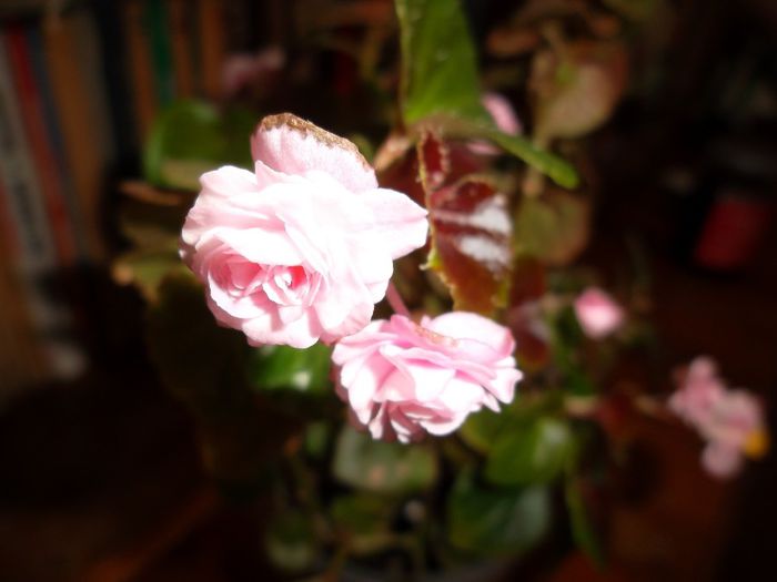 Begonia roz -multumesc Monica :* - Flori dragi 2013