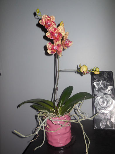 31 oct. 2013 - 2013 Orhidee