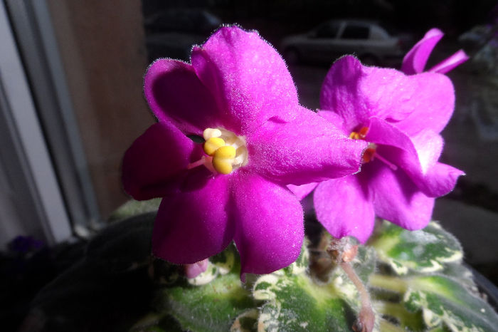 SAM_1584 - Violete africane