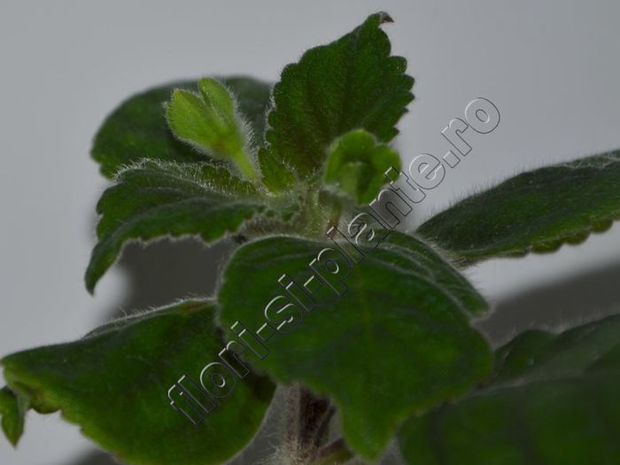 Kohleria Lucis Baby One - KOHLERIA IV - Hibrizii mei - My hybrids