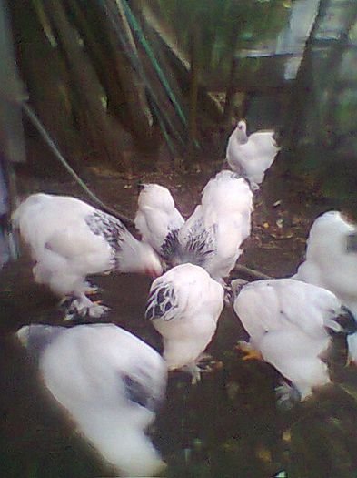 Fotogr.0795