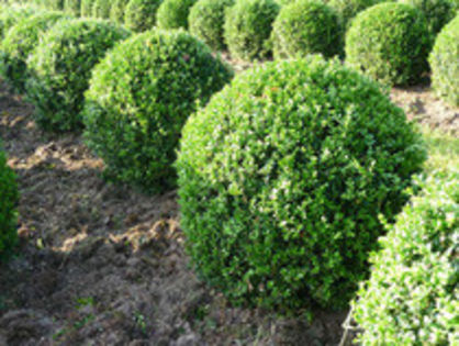 Cimiirul (Buxus sempervirens) - PLANTE TOXICE PENTRU CAPRE SI OI