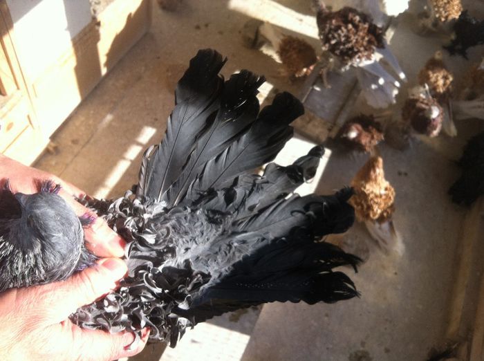 Picture 233 - 1850 Jozsef Balazs