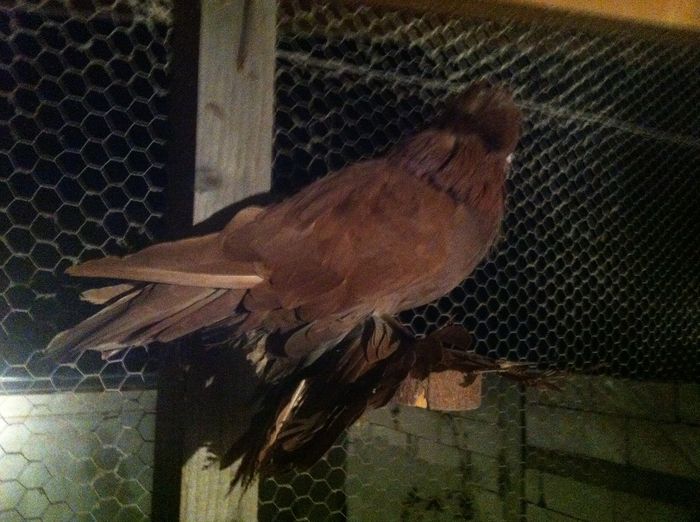 Picture 015 - Adi Oltean 2