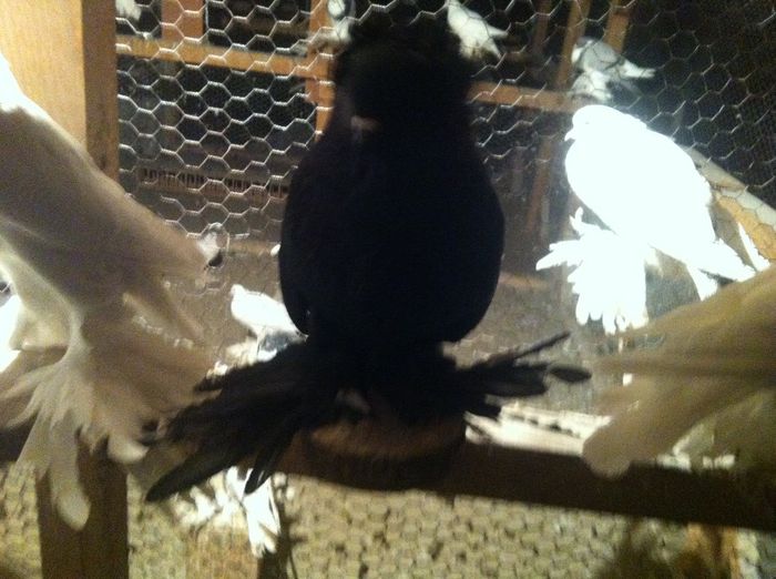 Picture 016 - Adi Oltean 2