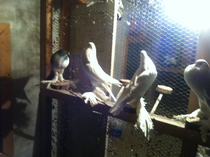 Picture 017 - Adi Oltean 2