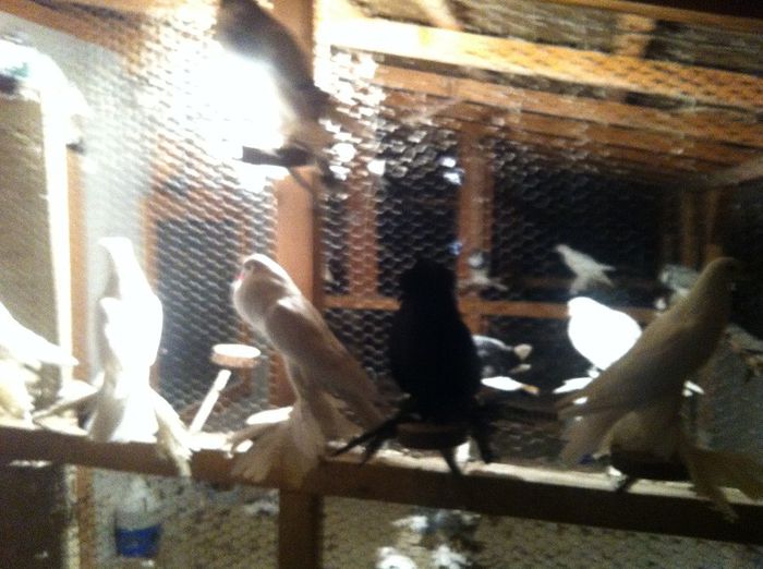 Picture 021 - Adi Oltean 2