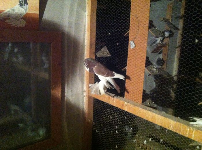 Picture 022 - Adi Oltean 2