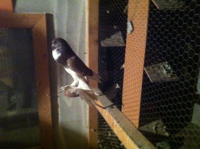 Picture 024 - Adi Oltean 2