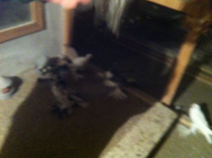 Picture 028 - Adi Oltean 2