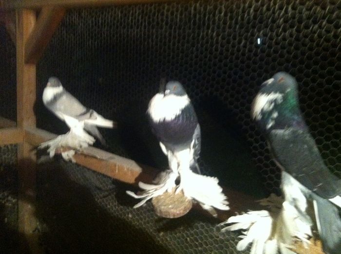 Picture 036 - Adi Oltean 2