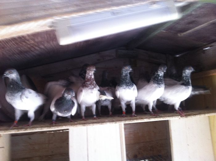 Picture 266 - 1850 Jozsef Balazs