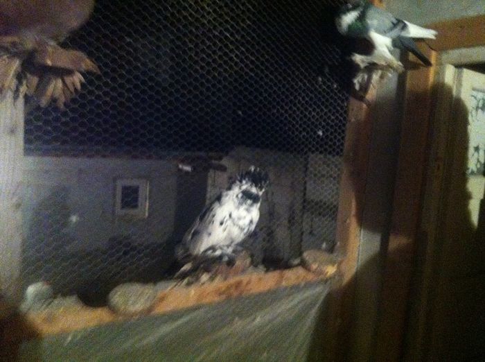 Picture 050 - Adi Oltean 2