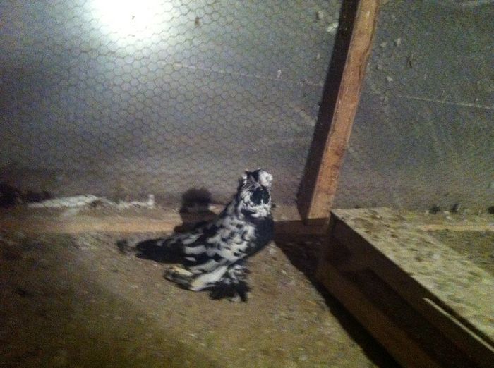 Picture 062 - Adi Oltean 2