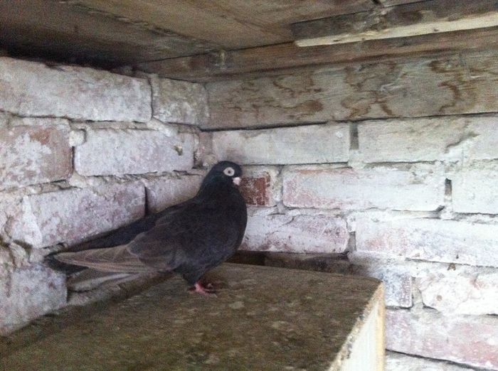 Picture 288 - 1850 Jozsef Balazs