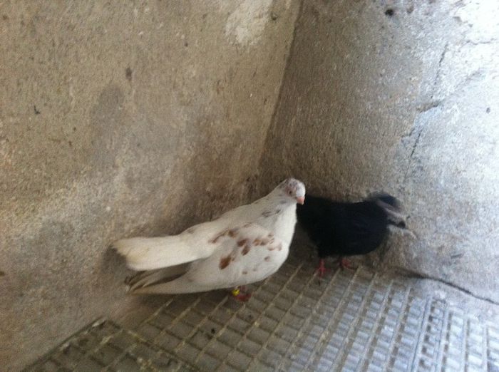 Picture 289 - 1850 Jozsef Balazs