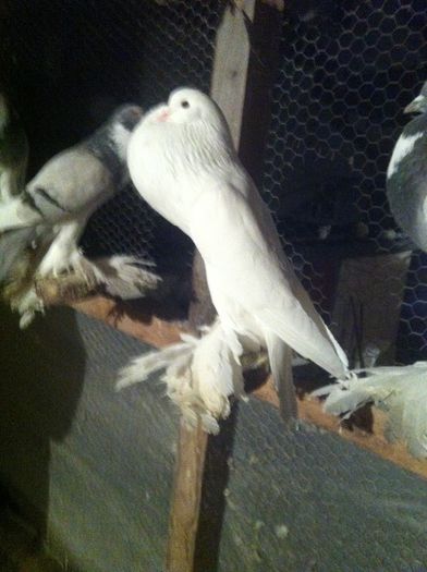 Picture 102 - Adi Oltean 2