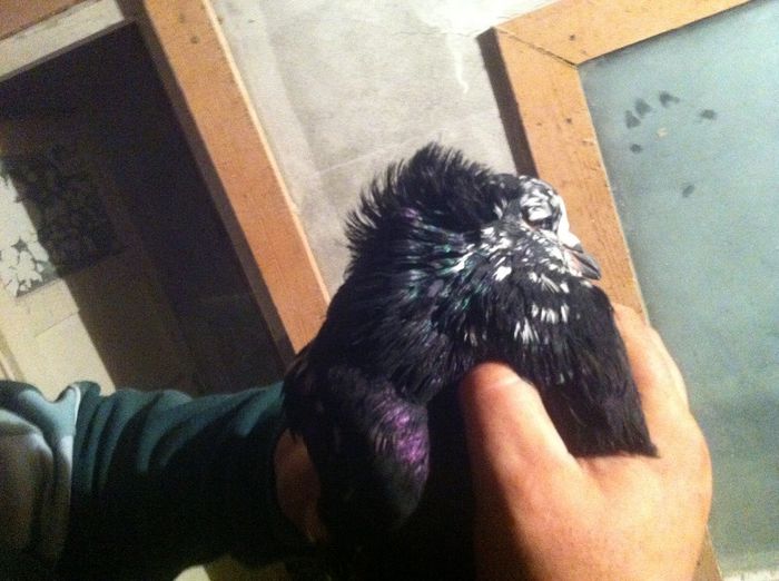 Picture 103 - Adi Oltean 2