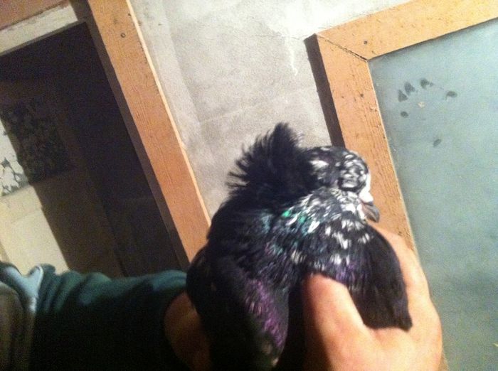 Picture 105 - Adi Oltean 2