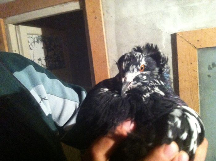 Picture 106 - Adi Oltean 2