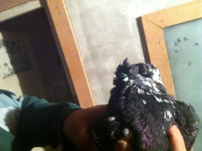 Picture 108 - Adi Oltean 2