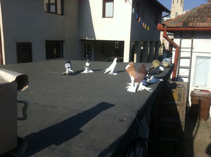 Picture 115 - Adi Oltean 2