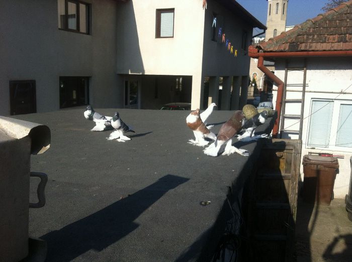 Picture 117 - Adi Oltean 2