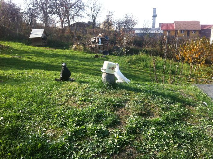 Picture 118 - Adi Oltean 2