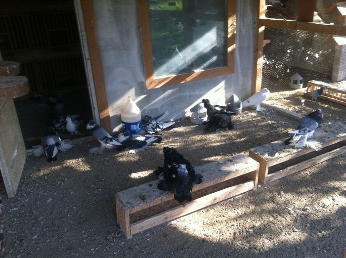 Picture 121 - Adi Oltean 2