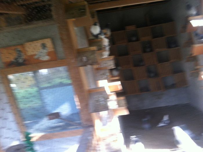 Picture 124 - Adi Oltean 2